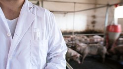 Производство свинины, индейки и молока увеличилось в регионе за девять месяцев