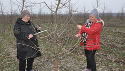 Работники сельхозпредприятия «Борисовский сад ПЛЮС» завершили обрезку деревьев