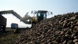 Более 126 тыс. тонн сахарной свеклы накопали свекловоды в Борисовском районе