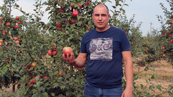 Школьники Борисовского района приступили к сбору яблок