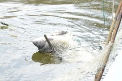 Нерест рыбы в водоёмах Белгородской области начнётся с 1 апреля