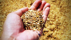 Более 26 тонн зерна пропало на борисовском сельхозпредприятии