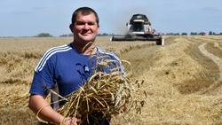 Страда хлеборобов. На полях Борисовского района набирает обороты уборка ранних зерновых культур