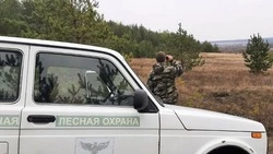 Инспекторы усилили контроль за хвойными деревьями в лесах Белгородской области