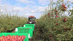 Урожай яблок в «Садах Белогорья» составил более 1 тыс. тонны почти с 82 га
