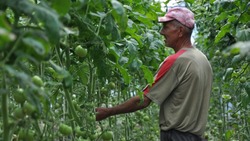 Наше – местное. Совсем скоро у борисовских фермеров созреют томаты