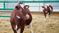 Борисовские фермы произвели более 9,7 тонн молока за девять месяцев текущего года