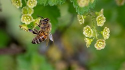 Белгородская разработка «ДоброПчёл» предотвратит пчелиный мор