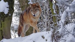 Численность волков сократилась в Белгородской области
