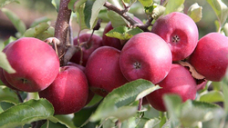 Компания «Сады Белогорья» планирует увеличить сбор урожая до 2330 тонн яблок