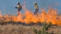 Спасатели предупредили борисовцев о высокой пожароопасности