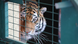 Борисовцы смогут посетить белгородский зоопарк уже в конце марта