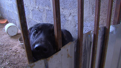 Власти построят приют для животных у хутора Берёзово Белгородского района