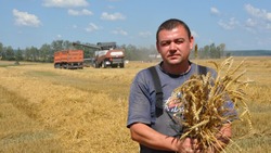 Борисовские аграрии приступили к уборке ранних зерновых