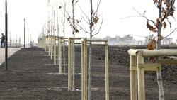 Открытие парка дуба в Белгороде прошло 3 ноября