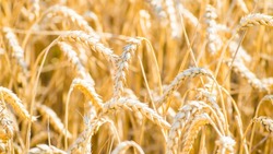 Уборка ранних зерновых культур началась в Белгородской области 