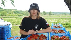Семья фермеров из села Хотмыжск Борисовского района приступила к сбору клубники