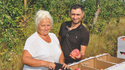 Сотрудники предприятия «Борисовский сад плюс» начали уборку яблок ранних сортов