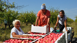 Работники «Борисовского сада» полностью убрали урожай сортов «белый налив» и «мельба»