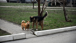 Борисовские власти напомнили жителям об ответственности за содержание животных