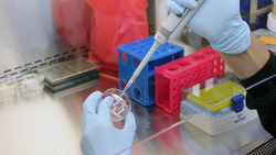 Специалисты обнаружили на предприятии «Тамбовский бекон» вирус АЧС