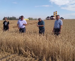 Уборка ранних зерновых культур стартовала в Борисовском районе