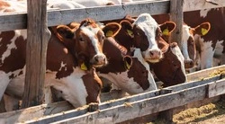В Белгородской области подвели итоги экспорта продукции АПК с начала 2026 года