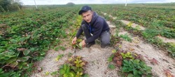Фермер Ярослав Нечаев из села Берёзовка собрал около 20 тонн ягод земляники садовой