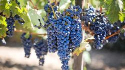 Госдума приняла закон о виноградарстве и виноделии