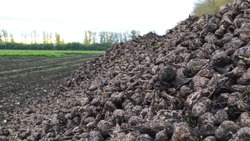 Белгородские аграрии накопали свыше 2 млн тонн сахарной свёклы 