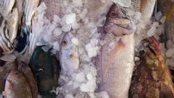Рыбные хозяйства Белгородской области произвели почти 7,4 тыс. тонн рыбы в 2024 году