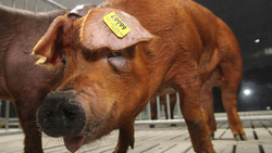 Свиноводческие комплексы ГК «Агро-Белогорье» реализовали свыше 58 тысяч тонн свиней