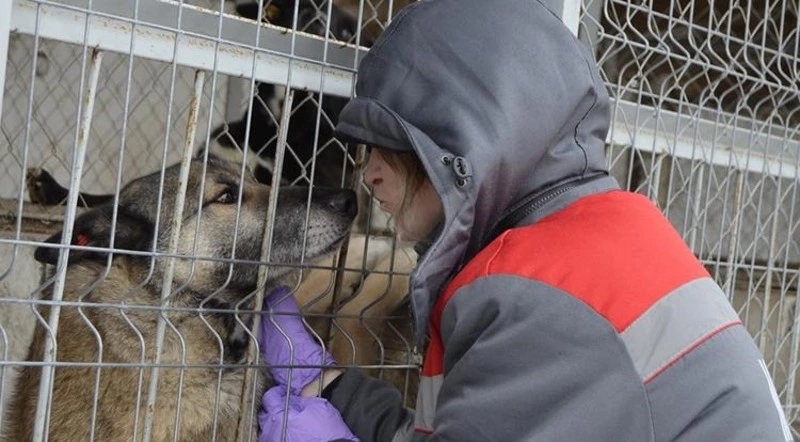 Борисовцам предлагают бесплатно вакцинировать питомцев от бешенства