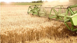 Аграрии собрали 4 млн тонн зерновых в Белгородской области 