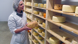 Сделано на Белгородчине. Как в Борисовке научились готовить сыр по французским технологиям