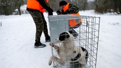 Отлов бесхозных и безнадзорных собак начался в Борисовке