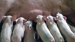 «Агро-Белогорье» на четверть увеличило реализацию свиней на убой в живом весе в I квартале