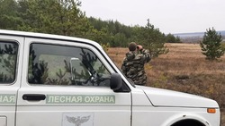 Инспекторы усилили контроль за хвойными деревьями в лесах Белгородской области