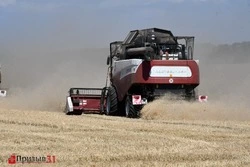 Валовый сбор зерна в Белгородской области вырастет в 2025 году