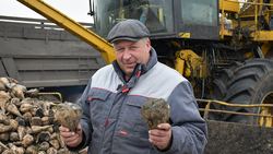 Компания «Агросервис» получила хороший урожай свёклы в Борисовском районе