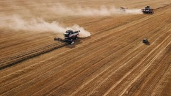Борисовская зерновая компания стала лидером по урожайности сои 