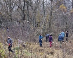 В Борисовском районе продолжается заготовка древесины