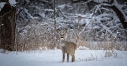 Зимний маршрутный учёт диких животных стартует в Белгородской области с 15 января