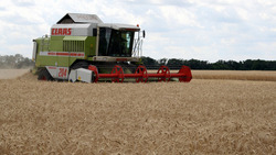 Белгородские аграрии собрали более 1 млн тонн зерновых культур