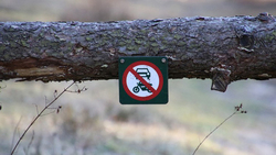 Власти Белгородской области ограничили пребывание граждан в лесах до 15 августа