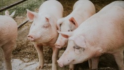Свиноводческие комплексы «Агро-Белогорья» отгрузили 175,6 тыс. тонн продукции за восемь месяцев 