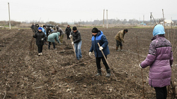 Жители села Березовка Борисовского района высадили 75 деревьев в честь юбилея Победы
