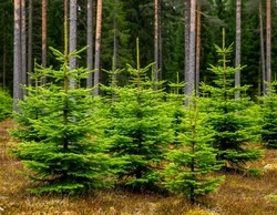 Охрану хвойных лесов усилили в Белгородской области в преддверии Нового года 