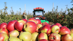 Группа компаний «Агро-Белогорье» в этом сезоне собрала 642 тонны яблок
