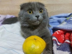 Такие разные но любимые. Истории заботы о кошках в двух борисовских семьях